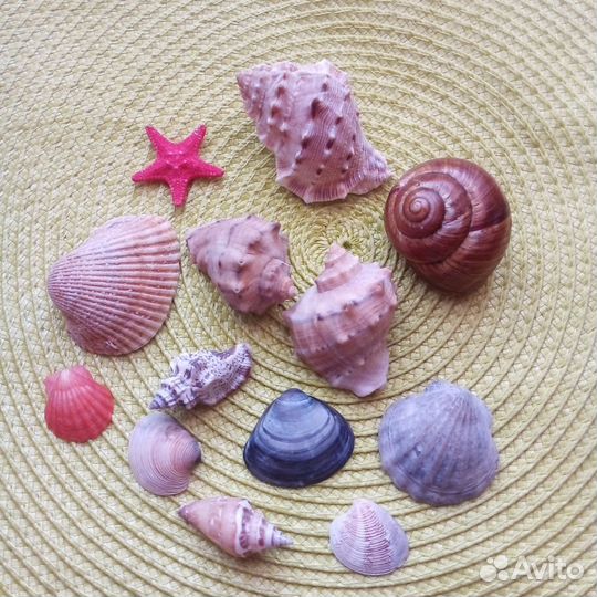 Морские ракушки для аквариума