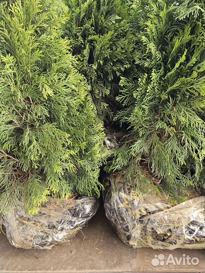 Туи смарагд 1.4-1.5 метровые