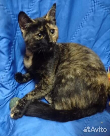 Симона (кошечка мечты)