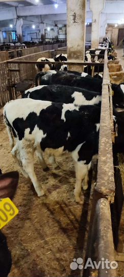 Бычки телята