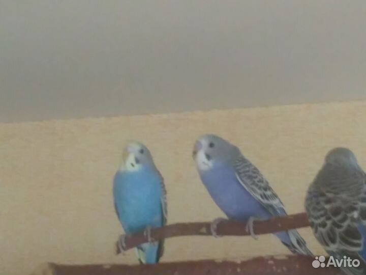 Птенцы волнистый попугай