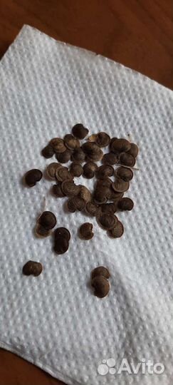 Семена Лунария