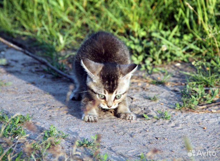 Котик. Около 8 недель