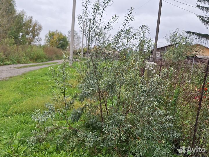 Саженцы облепихи