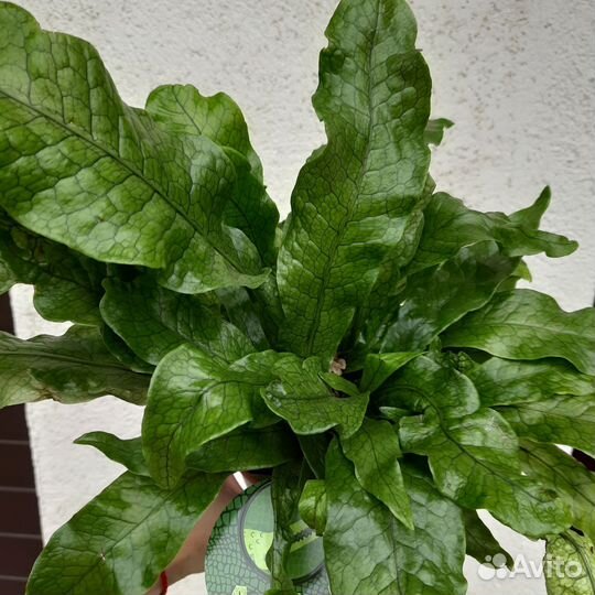 Папоротник Микросорум Крокодайл