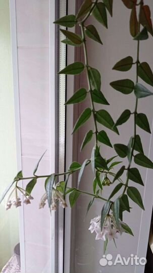 Хойя цветущая