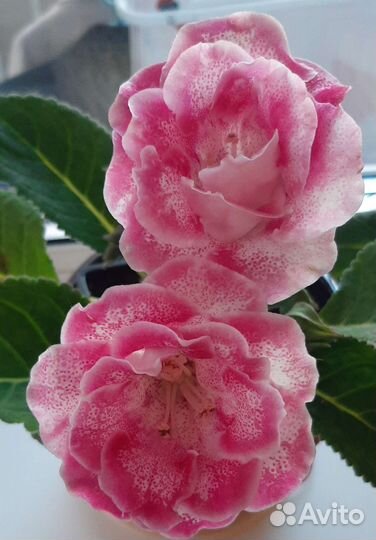 Глоксиния разные сорта лист