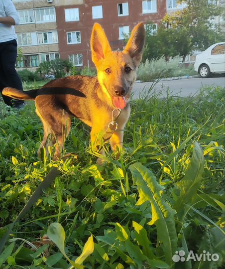 Щенок в добрые руки