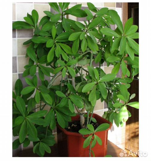 Комнатные цветы Синадениумом (молочай) Гранта