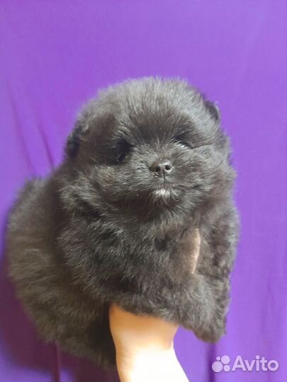 Померанский шпиц медвежьего типа