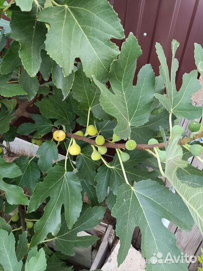 Инжир и гранат