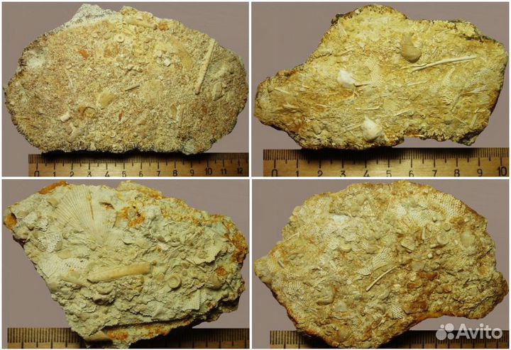 Окаменелое морское дно (танатоценоз) и Нуммулиты