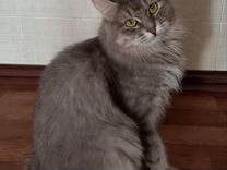 Кошка голубая серебр�яная Курильский бобтейл