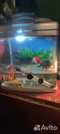 Черепаха с аквариумом