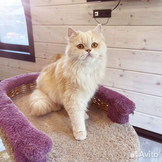 Британская длинношерстная