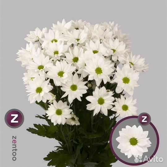 Цветы оптом хризантемы