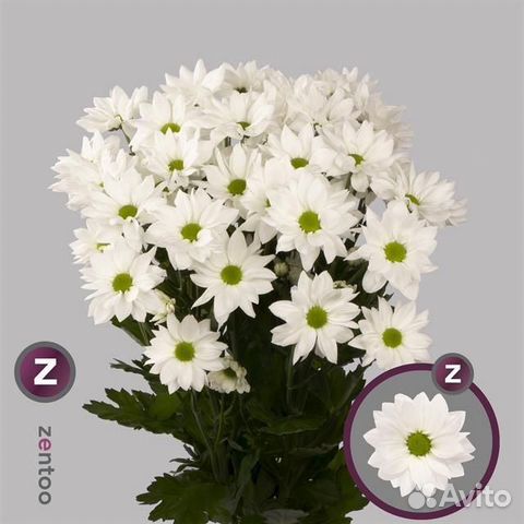 Цветы оптом хризантемы