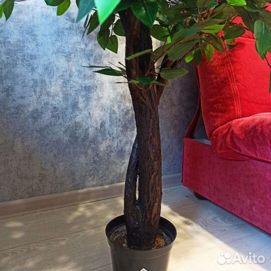 Фикус Бенджамина, олива