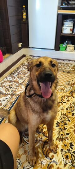 Самая лучшая собака