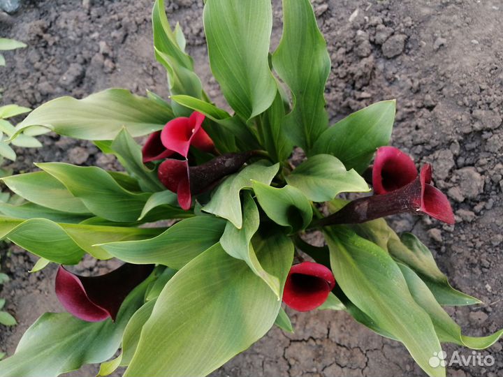 Каллы, Канны