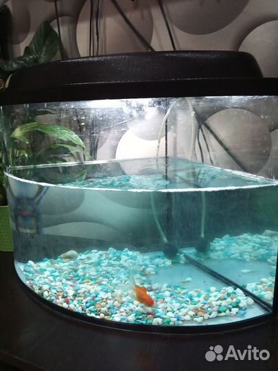 Аквариум