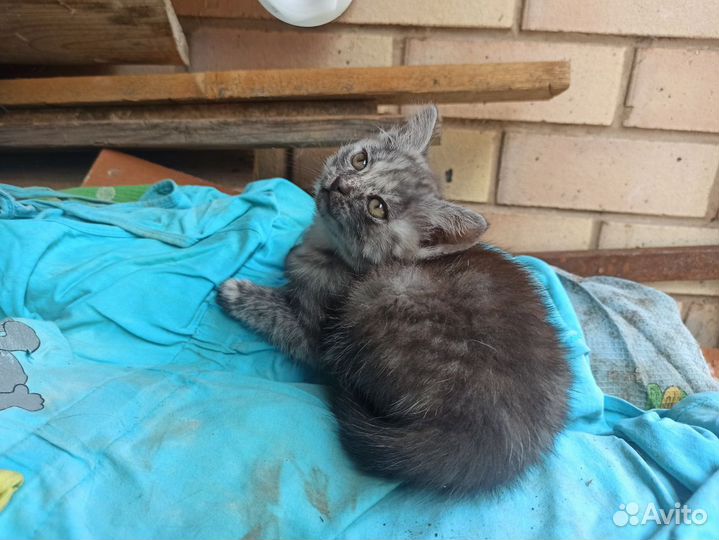 Котята в добрые руки 1 месяц