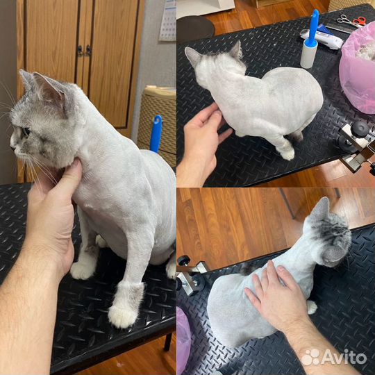 Стрижка кошек (у меня и с выездом к вам )