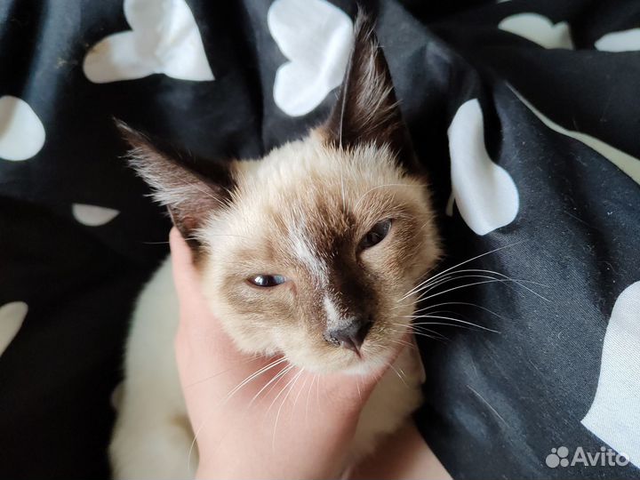 Кошка в дар бесплатно