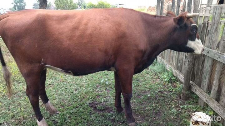 Продаю телку, стеленая, 65000т.р