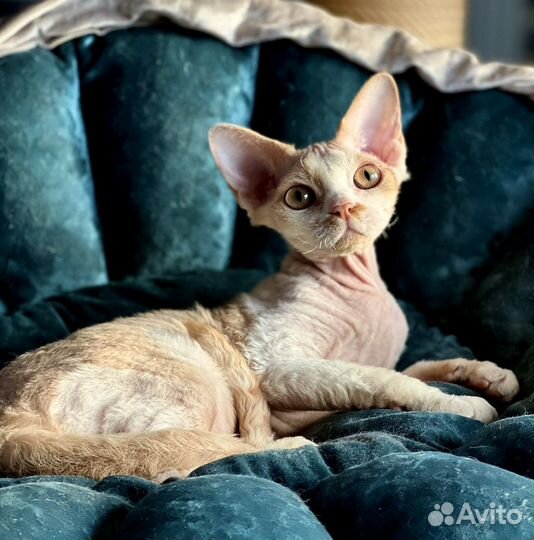 Котята девон-рекс