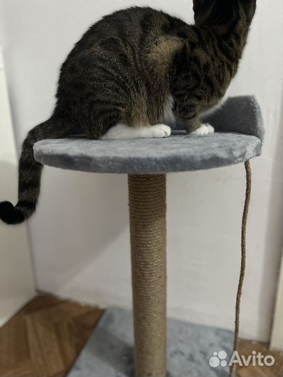 Когтеточка