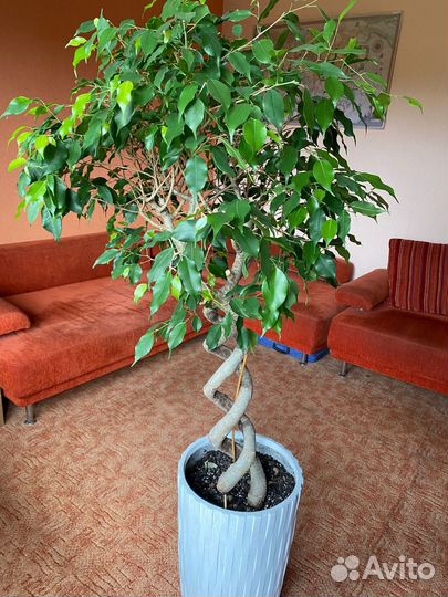 Фикус бенджамина спираль
