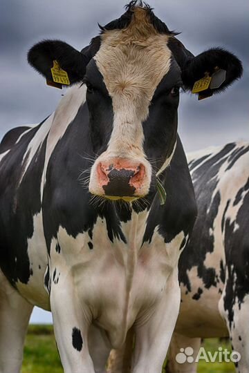 Домашние животные коровы