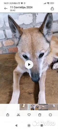 Щенки лайки