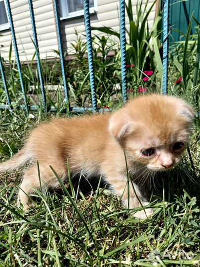 Кошки в добрые руки бесплатно