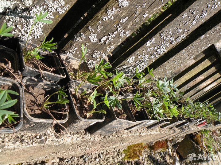 Лапчатка белая (Potentilla alba)