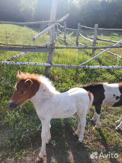 Пони.продажа обмен