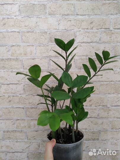 Замиокулькас