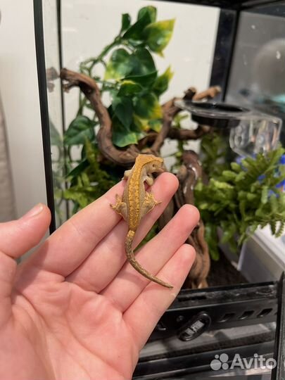 Ресничатый Бананоед