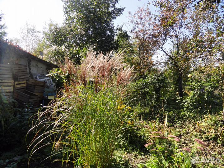 Мискантусы и Брунеры