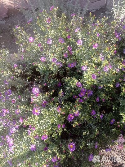 Сентябринки