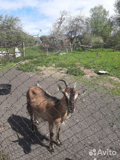 Козачки, коза