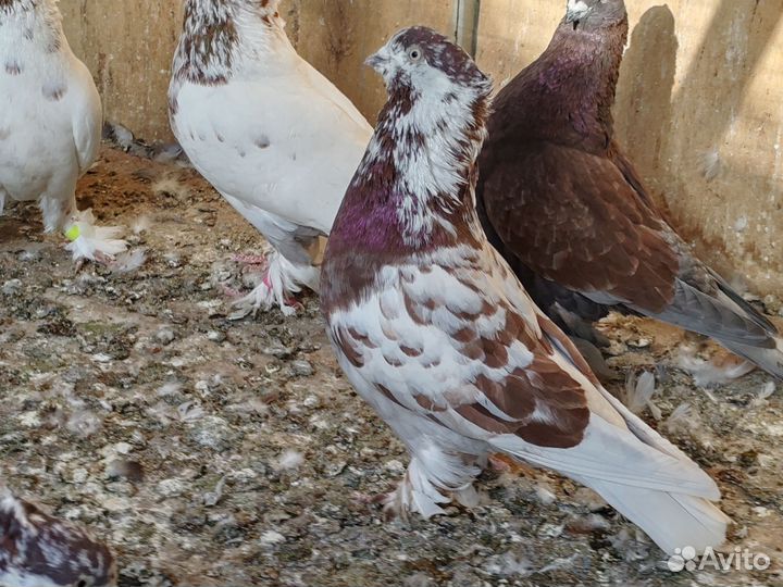 Узбекские Голуби Андижанские голуби