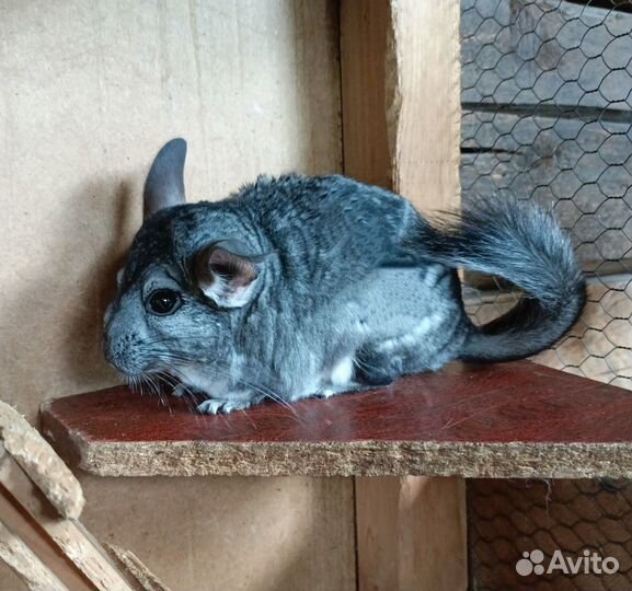 Продам шиншилл