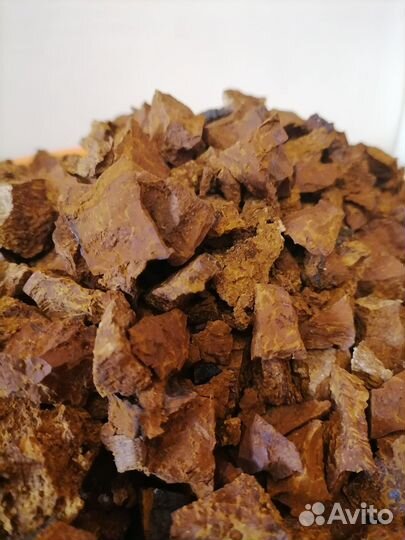 Березовый гриб чага