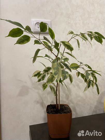 Фикус бенджамина