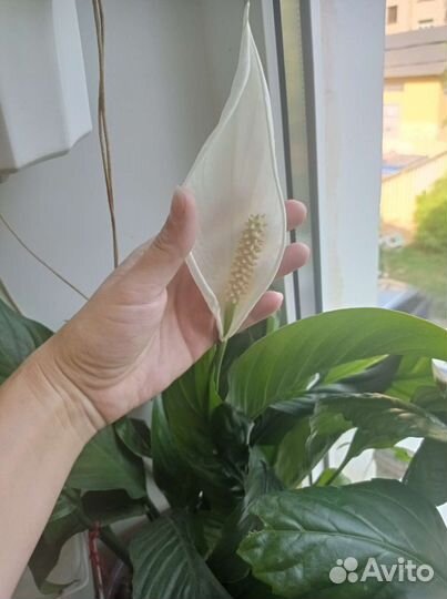 Спатифиллум