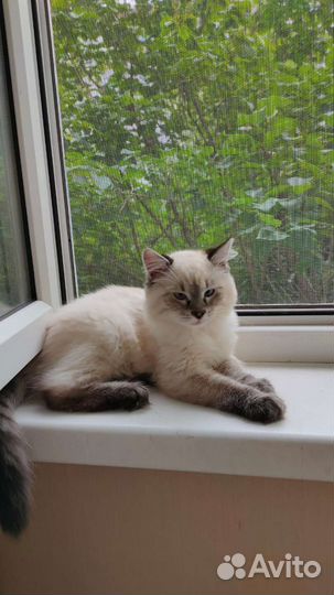 Котенок мальчик