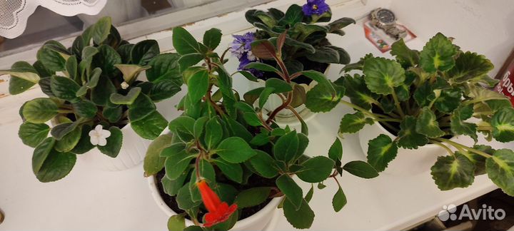 Комнатные растения