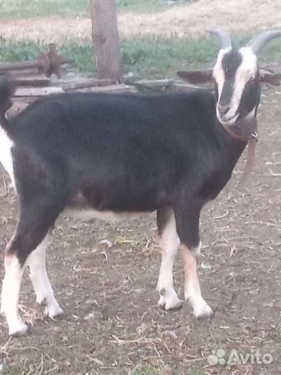 Продам коз разных пород